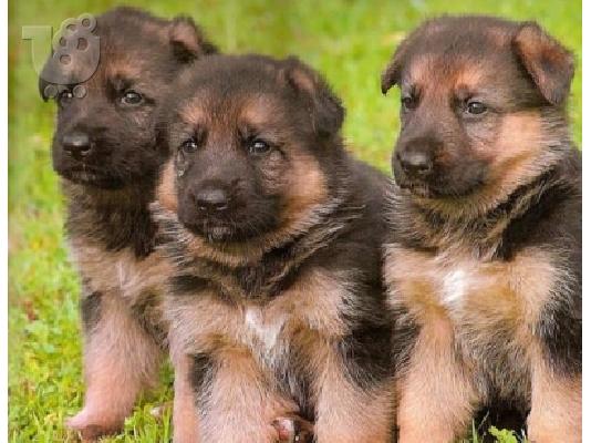 PoulaTo: German shepherd